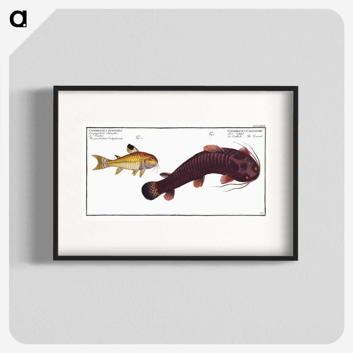 3-36_Ichtyologie-ou-Histoire-naturelle_blk