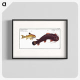 3-36_Ichtyologie-ou-Histoire-naturelle_blk