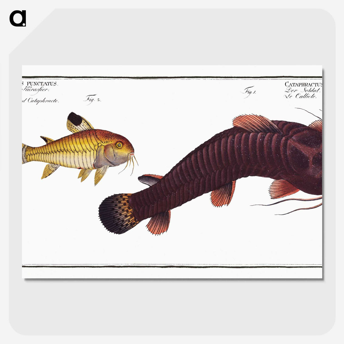 3-36_Ichtyologie-ou-Histoire-naturelle_picture-crop