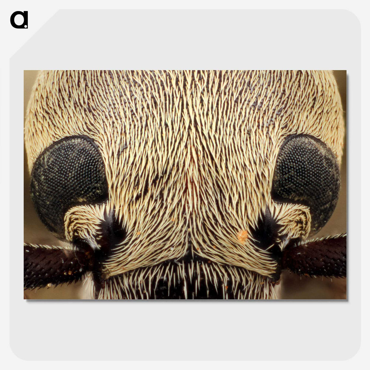 3-36_Insects-Unlocked-Project_picture-crop