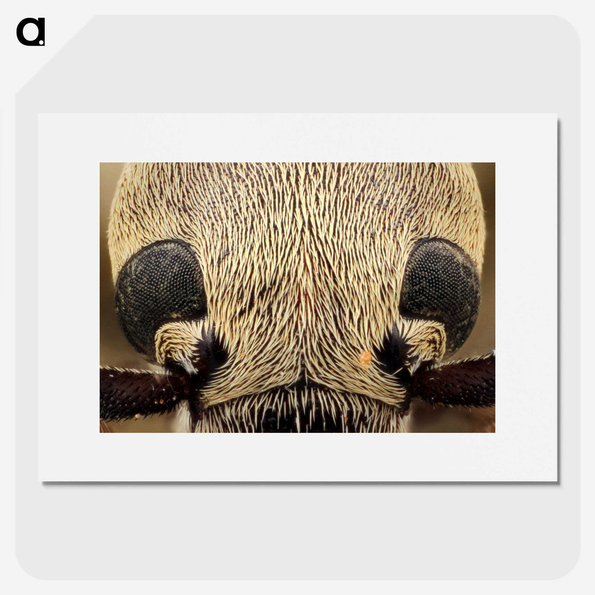 3-36_Insects-Unlocked-Project_picture