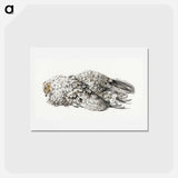 アートポストカード-A dead chicken - ジャン ベルナール Postcard.