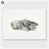 3-36_Jean-Bernard_picture