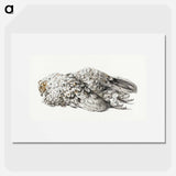 A dead chicken - Jean Bernard Poster.