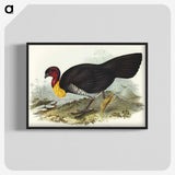 3-36_John-Gould_blk-crop