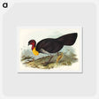 アートポストカード-Brush Turkey
 - ジョン グールド Postcard.