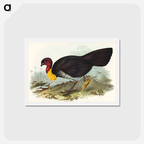 アートポストカード-Brush Turkey
 - ジョン グールド Postcard.
