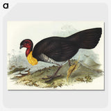 3-36_John-Gould_picture-crop