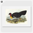 3-36_John-Gould_picture