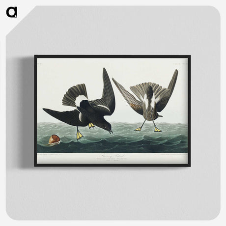 3-36_John-James-Audubon_blk-crop