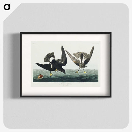 3-36_John-James-Audubon_blk