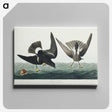 3-36_John-James-Audubon_canvas