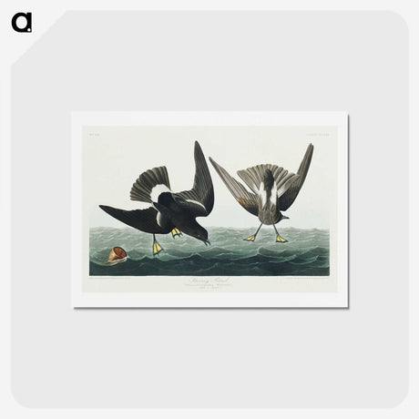 3-36_John-James-Audubon_hagaki