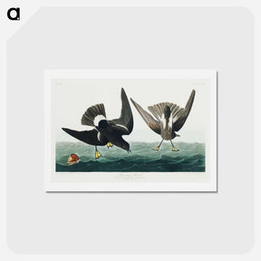 アートポストカード-Stormy Petrel
 - ジョン ジェームス オーデュボン Postcard.