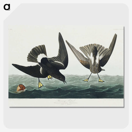 3-36_John-James-Audubon_picture-crop