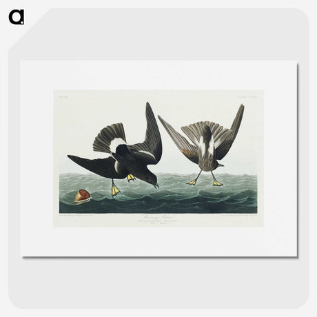 3-36_John-James-Audubon_picture