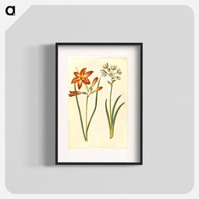 アートポスター-Hemerocallis fulva and Ornithogalum arabicum
 - マリア ジビーラ メーリアン Poster.