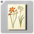アートパネル-Hemerocallis fulva and Ornithogalum arabicum
 - マリア ジビーラ メーリアン Canvas.