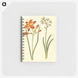 3-36_Maria-Sibylla-Merian_memo