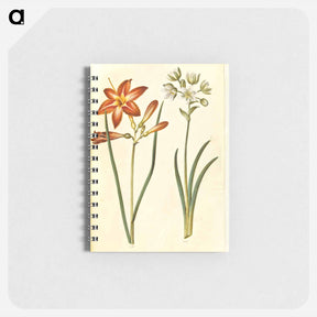 アートメモ帳-Hemerocallis fulva and Ornithogalum arabicum
 - マリア ジビーラ メーリアン Memo.