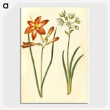 3-36_Maria-Sibylla-Merian_picture-crop