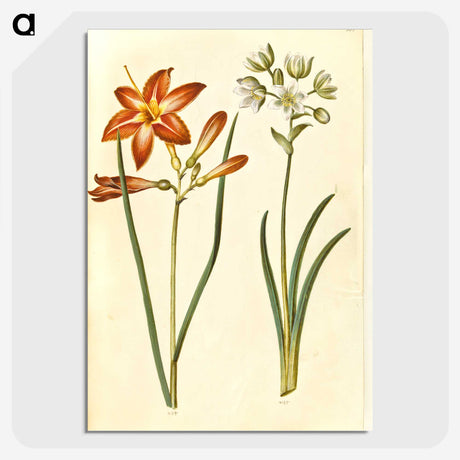 3-36_Maria-Sibylla-Merian_picture-crop