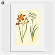 3-36_Maria-Sibylla-Merian_picture