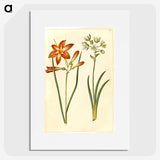 3-36_Maria-Sibylla-Merian_picture