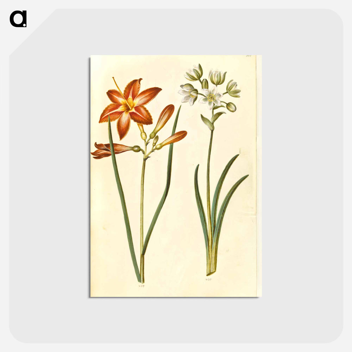 アートポストカード-Hemerocallis fulva and Ornithogalum arabicum
 - マリア ジビーラ メーリアン Postcard.