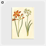 アートポストカード-Hemerocallis fulva and Ornithogalum arabicum
 - マリア ジビーラ メーリアン Postcard.