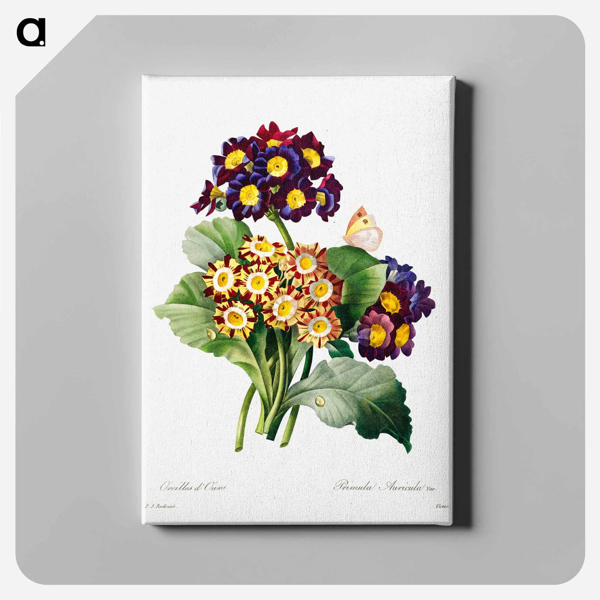 アートパネル-Primula auricula - ピエール ジョゼフ ルドゥーテ Canvas.