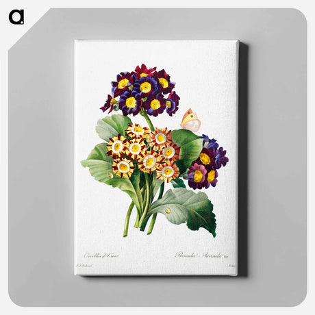 アートパネル-Primula auricula - ピエール ジョゼフ ルドゥーテ Canvas.