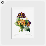 アートポストカード-Primula auricula - ピエール ジョゼフ ルドゥーテ Postcard.