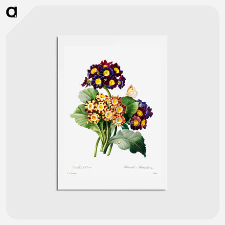 アートポストカード-Primula auricula - ピエール ジョゼフ ルドゥーテ Postcard.