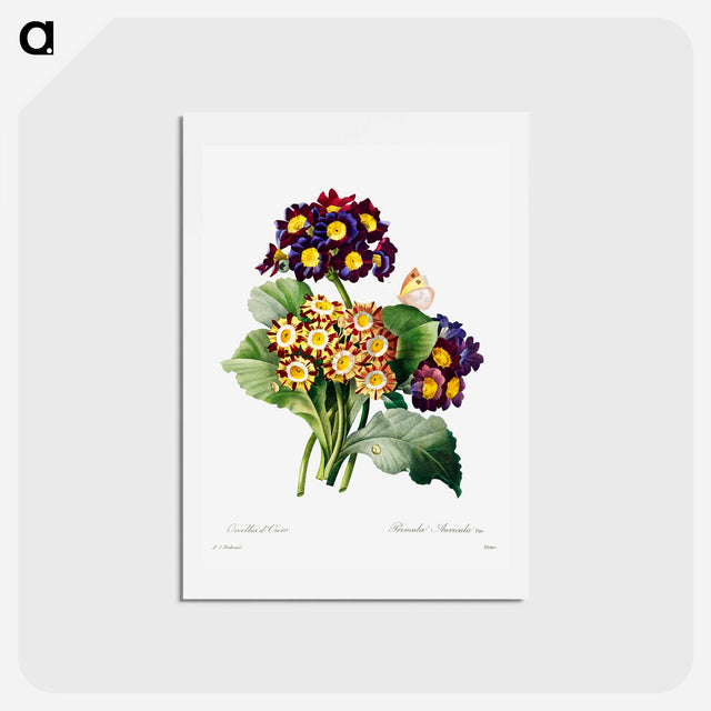 アートポストカード-Primula auricula - ピエール ジョゼフ ルドゥーテ Postcard.