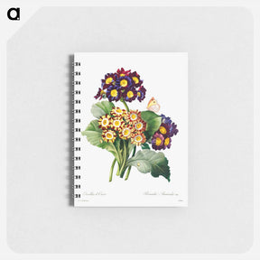 アートメモ帳-Primula auricula - ピエール ジョゼフ ルドゥーテ Memo.