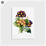 アートポストカード-Primula auricula - ピエール ジョゼフ ルドゥーテ Postcard.