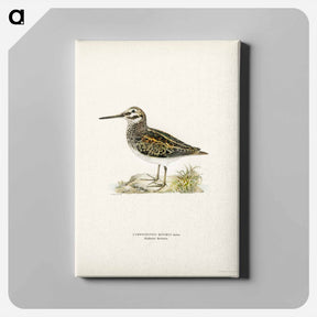 アートパネル-Jack Snipe
 - スヴェンスカ フォグラル Canvas.