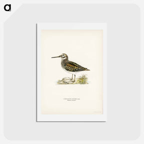 アートポストカード-Jack Snipe
 - スヴェンスカ フォグラル Postcard.