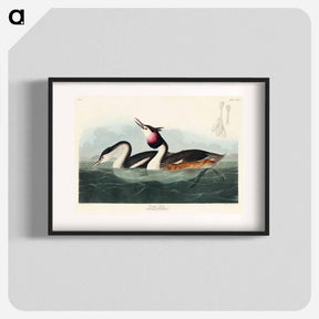 アートポスター-Crested Grebe from Birds of America
 - アメリカの鳥たち Poster.