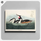 アートパネル-Crested Grebe from Birds of America
 - アメリカの鳥たち Canvas.