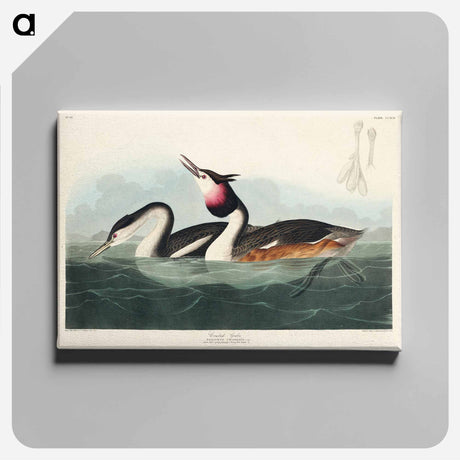 アートパネル-Crested Grebe from Birds of America
 - アメリカの鳥たち Canvas.