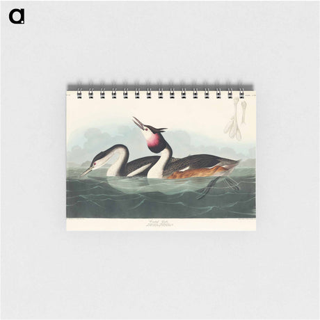 アートメモ帳-Crested Grebe from Birds of America
 - アメリカの鳥たち Memo.