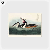 アートポストカード-Crested Grebe from Birds of America
 - アメリカの鳥たち Postcard.