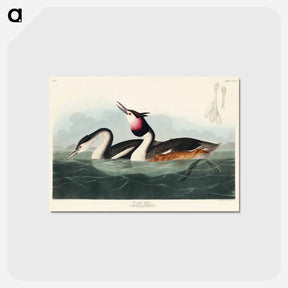 アートポストカード-Crested Grebe from Birds of America
 - アメリカの鳥たち Postcard.