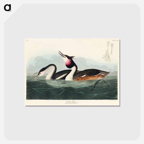 アートポストカード-Crested Grebe from Birds of America
 - アメリカの鳥たち Postcard.