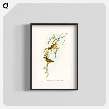 アートポスター-Black-headed Pardalote
 - オーストラリアの鳥 Poster.
