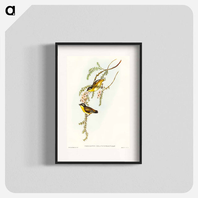 アートポスター-Black-headed Pardalote
 - オーストラリアの鳥 Poster.