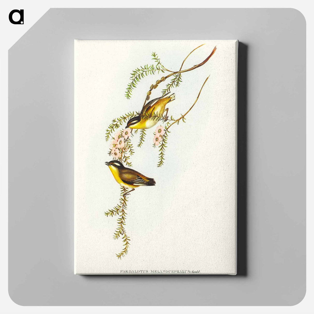 アートパネル-Black-headed Pardalote
 - オーストラリアの鳥 Canvas.