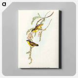 アートパネル-Black-headed Pardalote
 - オーストラリアの鳥 Canvas.